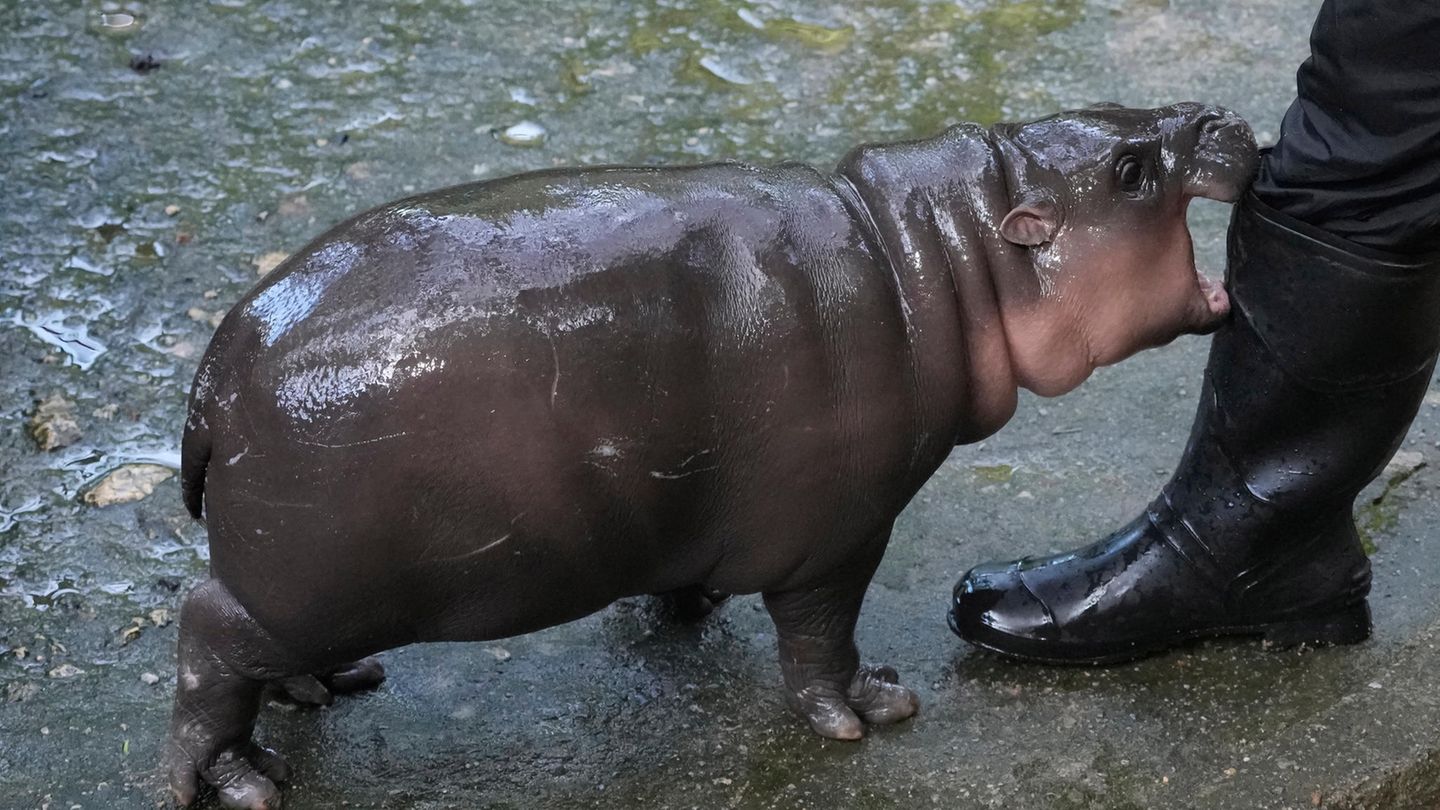 Nilpferd-Baby Moo Deng beißt in einen Stiefel