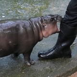 Nilpferd-Baby Moo Deng beißt in einen Stiefel