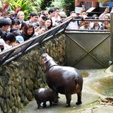 Nilpferd-Baby Moo Deng schmust