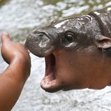 Nilpferd-Baby Moo Deng scheint zu gähnen