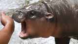 Nilpferd-Baby Moo Deng scheint zu gähnen