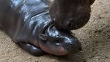 Nilpferd-Baby Moo Deng wird abgeschleckt