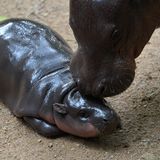 Nilpferd-Baby Moo Deng wird abgeschleckt