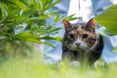 Eine jagende Katze, die Pupillen sind erweitert