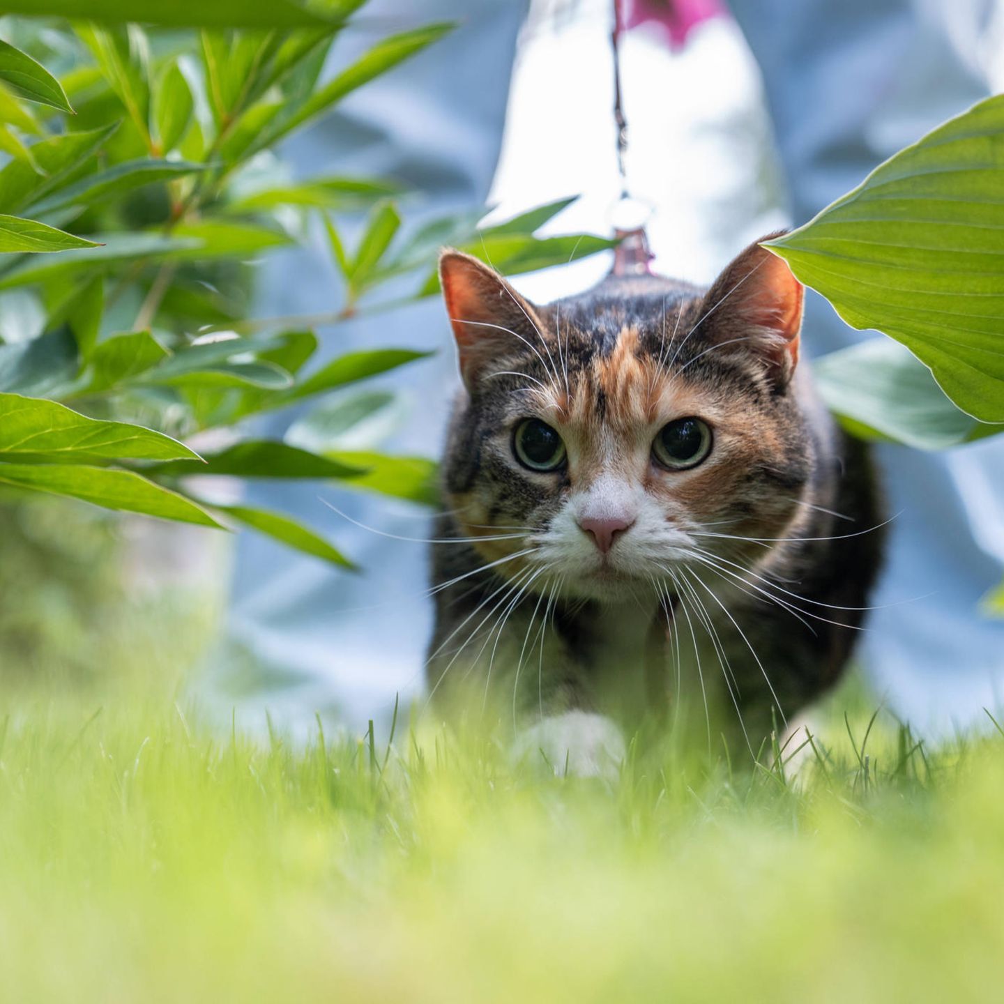 Eine jagende Katze, die Pupillen sind erweitert