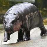 Nilpferd-Baby Moo Deng spaziert