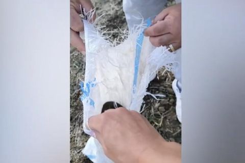 Als zwei Helfer einer rumänischen Tierschutzorganisation auf einem Feld einen ausgesetzten Welpen retten wollen, fällt ihnen ein Sack ins Auge. Darin kämpfte ein Kätzchen um sein Leben.