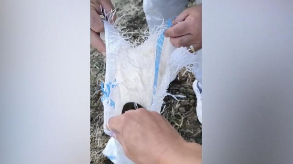 Als zwei Helfer einer rumänischen Tierschutzorganisation auf einem Feld einen ausgesetzten Welpen retten wollen, fällt ihnen ein Sack ins Auge. Darin kämpfte ein Kätzchen um sein Leben.