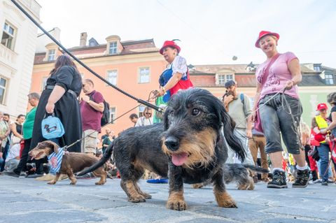 Dackel aus der Hundeperspektive aufgenommen