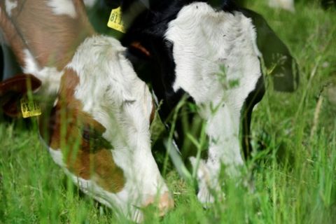 Kühe grasen auf einer Weide