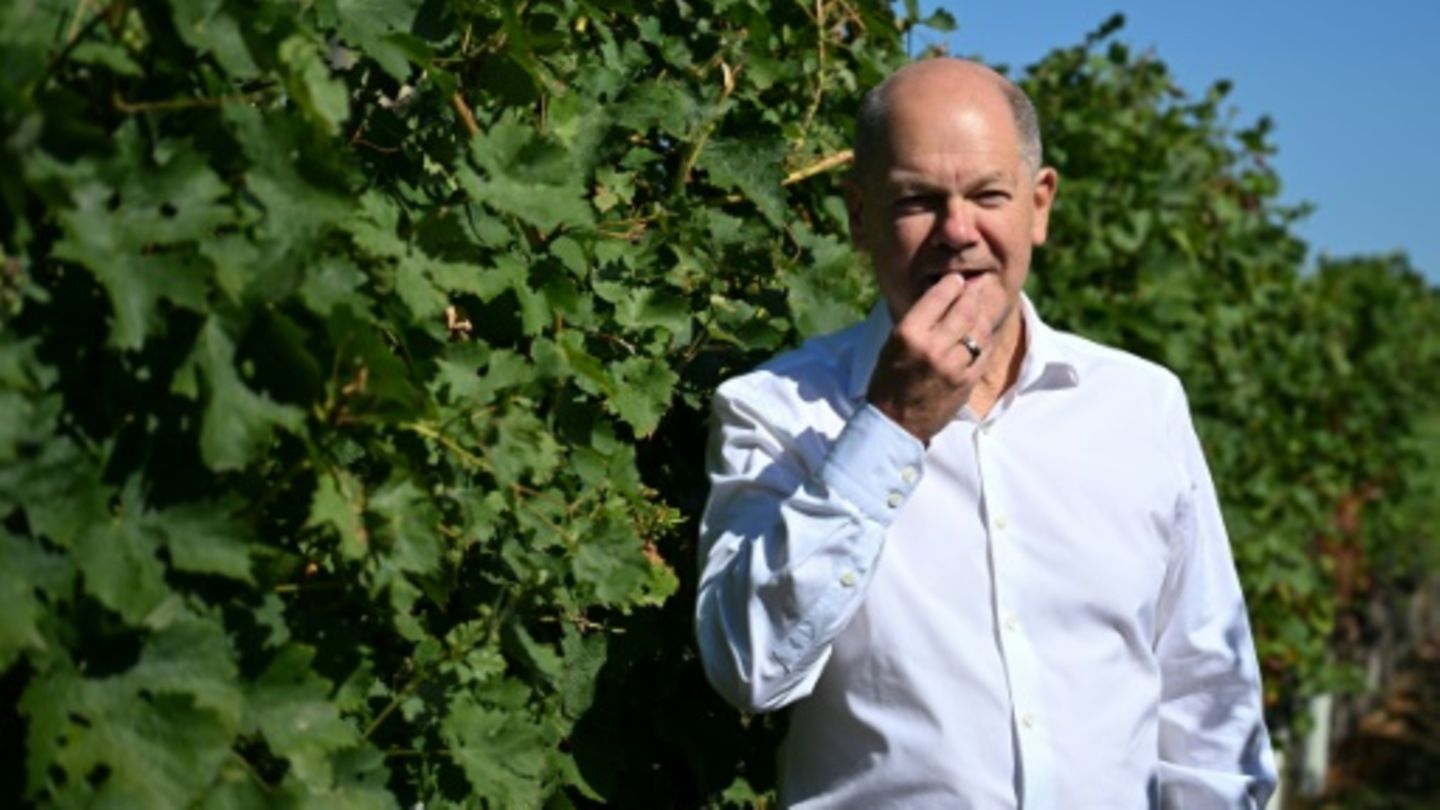 Scholz im brandenburgischen Weingut Wachtelberg