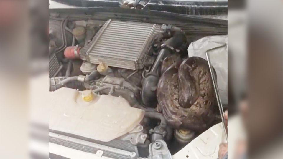 Eine Python, versteckt unter der Motorhaube