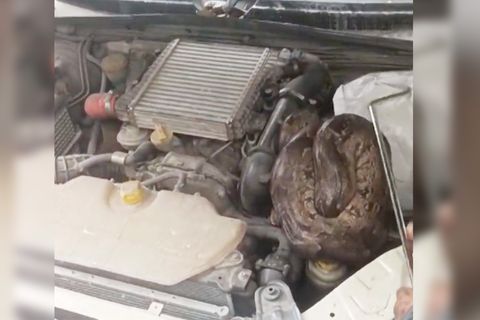 Eine Python, versteckt unter der Motorhaube