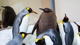 Pinguin Pesto ist schon jetzt riesig