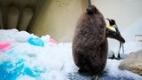 Pinguin Pesto ist riesig