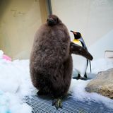 Pinguin Pesto ist riesig