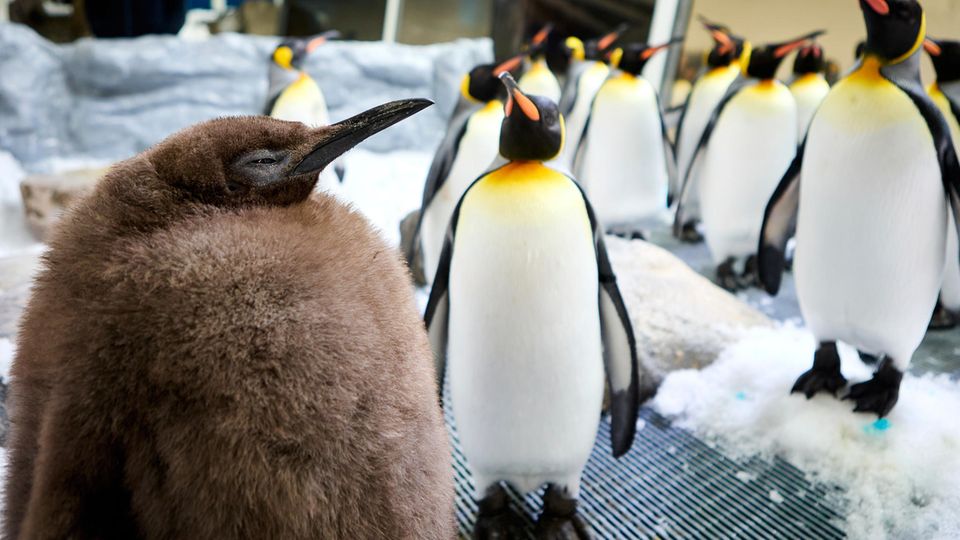 Königspinguin: Dicker Klops: Nach diesem flauschigen Baby-Pinguin ist die ganze Welt verrückt