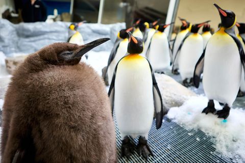 Königspinguin: Dicker Klops: Nach diesem flauschigen Baby-Pinguin ist die ganze Welt verrückt