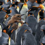 Kolonie Königspinguine
