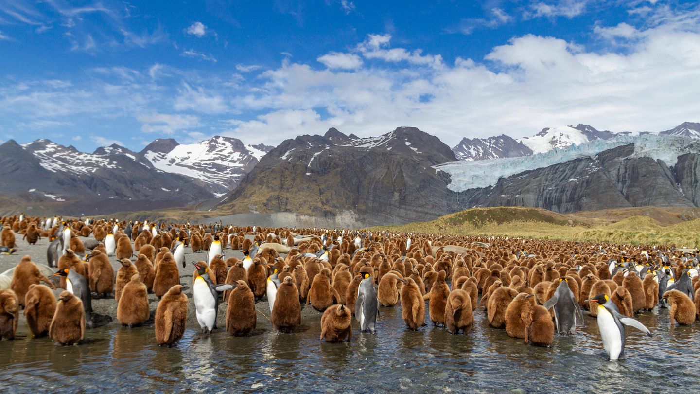 Königspinguine in Südgeorgien