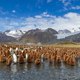 Königspinguine in Südgeorgien