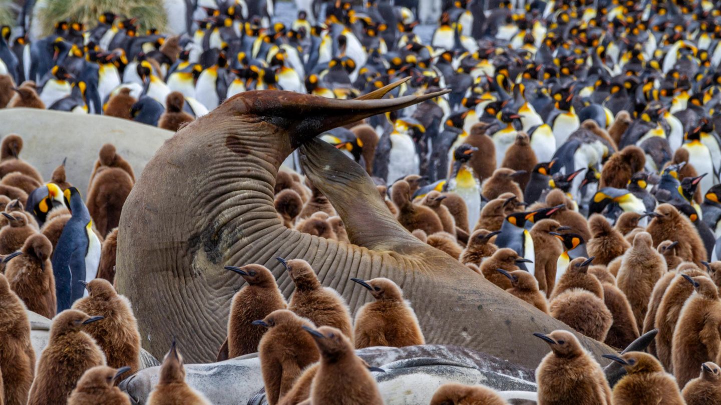 Seeelefant mit Königspinguinen