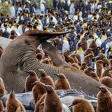 Seeelefant mit Königspinguinen