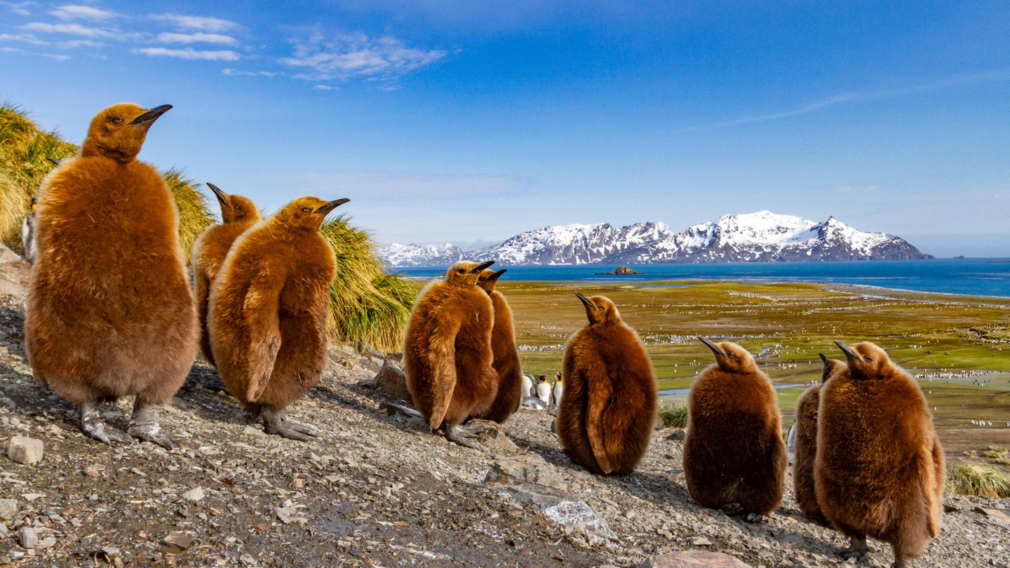 Pinguinküken
