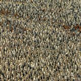 Pinguin-Kolonie von oben