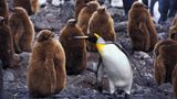 Pinguin-Dialoge: Auch im Tierreich kann es zu Generationenkonflikten kommen