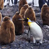 Pinguin-Dialoge: Auch im Tierreich kann es zu Generationenkonflikten kommen