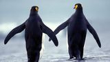 Pinguine gelten als sehr treue Wesen. Königspinguine bleiben sich zumindest während der Brutzeit treu und wechseln sich beim Brüten ab. Das heißt aber nicht, dass sie nicht vielleicht im nächsten Jahr schon einem ganz anderen Partner "treu" sind