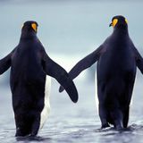 Pinguine gelten als sehr treue Wesen. Königspinguine bleiben sich zumindest während der Brutzeit treu und wechseln sich beim Brüten ab. Das heißt aber nicht, dass sie nicht vielleicht im nächsten Jahr schon einem ganz anderen Partner "treu" sind