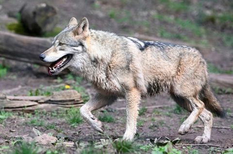 Wolf