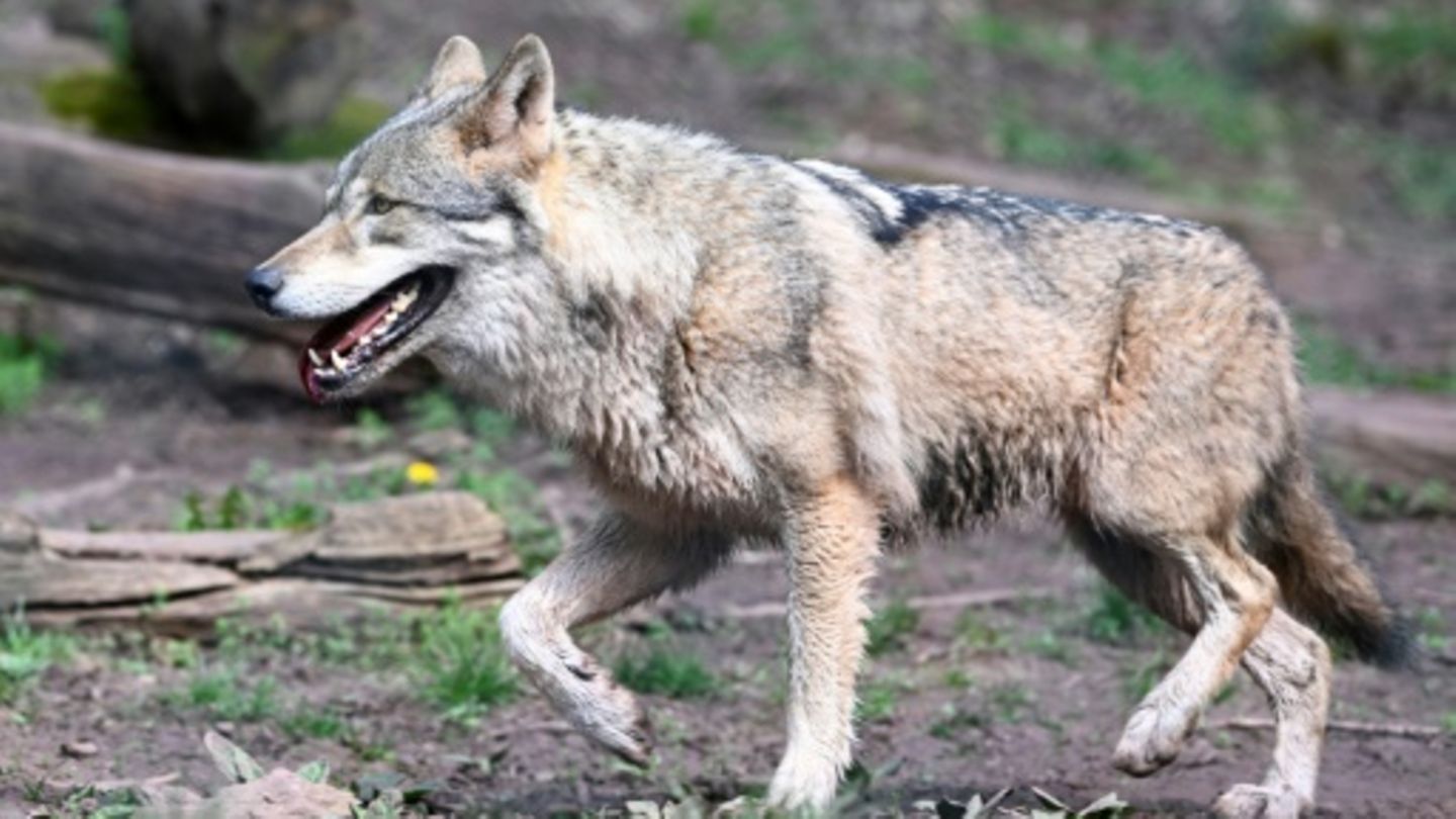 Wolf