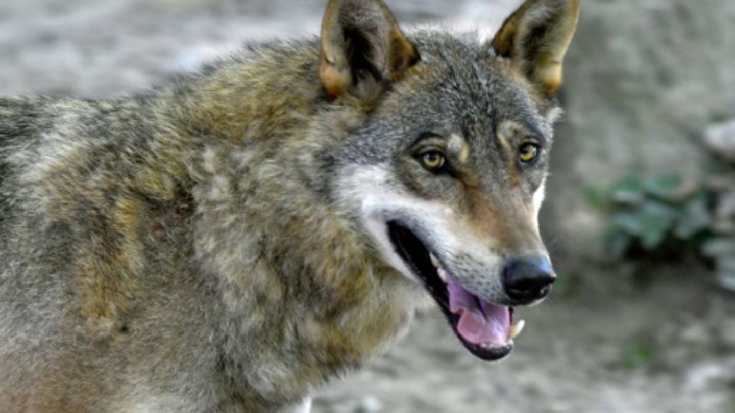 Wolf