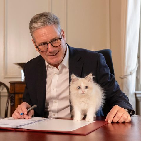 Das wohl berühmteste Haustier des Landes bekommt vielleicht bald einen Nachfolger. Premier Keir Starmer bringt Kätzchen Prince mit, welches noch etwas kamerascheu ist.