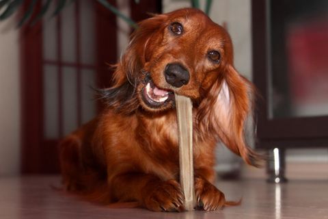 Hund isst einen Knochen