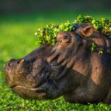 Ein Nilpferd in einem Teich voller Wasserpflanzen