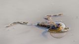 Ein Frosch mit einer Luftblase um den Kopf schwimmt in grauem Wasser