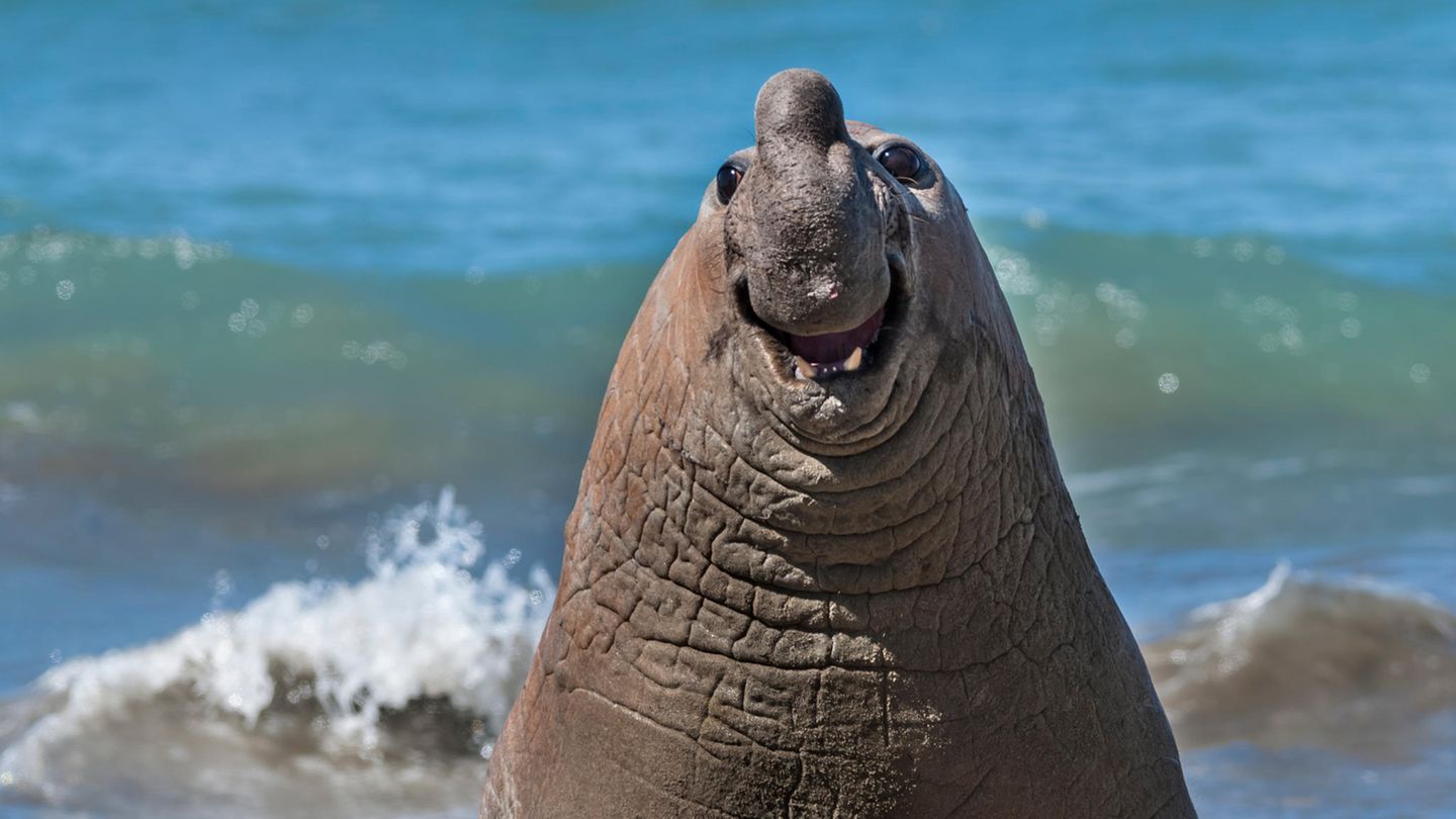 Ein Seeelefant lächelt in die Kamera Ein Seeelefant lächelt in die Kamera