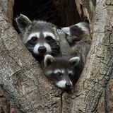 Drei Waschbären in einer Baumhöhle