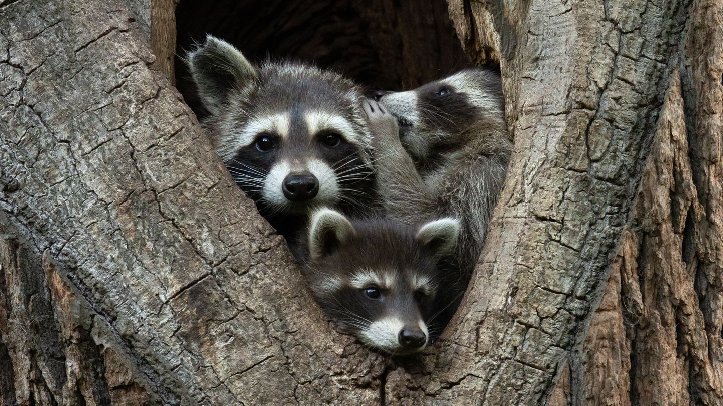 Drei Waschbären in einer Baumhöhle Drei Waschbären in einer Baumhöhle