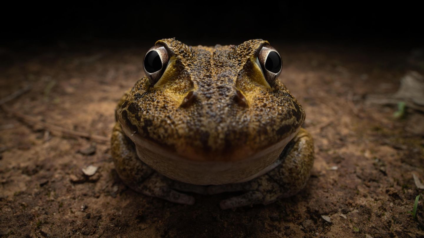 Frosch start seltsam in die Kamera Frosch start seltsam in die Kamera