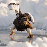 Ein Seeadler schlittert übers Eis