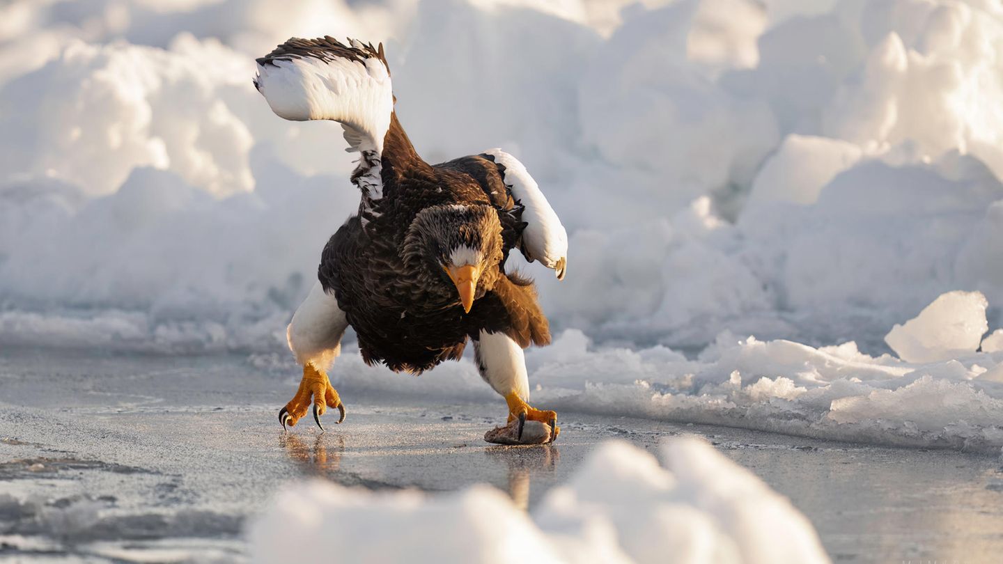 Ein Seeadler schlittert übers Eis Ein Seeadler schlittert übers Eis