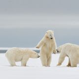 Drei Eisbären auf einer Schneefläche der eine scheint den anderen etwas zu erklären