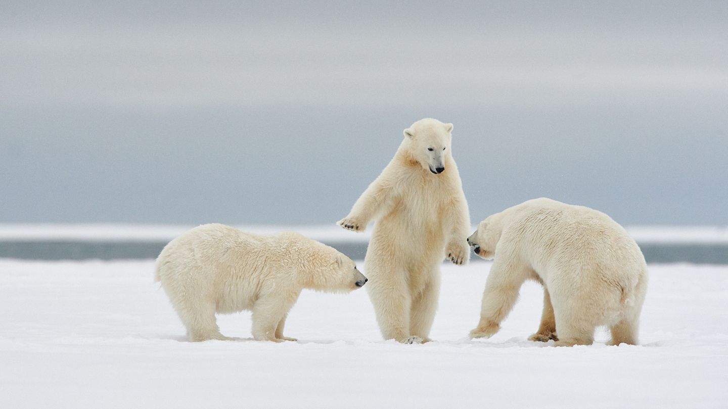 Drei Eisbären auf einer Schneefläche der eine scheint den anderen etwas zu erklären Drei Eisbären auf einer Schneefläche der eine scheint den anderen etwas zu erklären