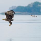 Eine Brasse jagt augenscheinlich einen Weißkopfseeadler