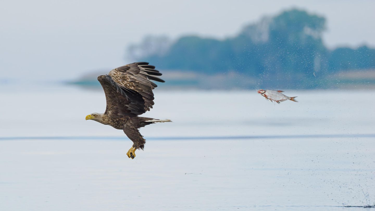 Eine Brasse jagt augenscheinlich einen Weißkopfseeadler Eine Brasse jagt augenscheinlich einen Weißkopfseeadler